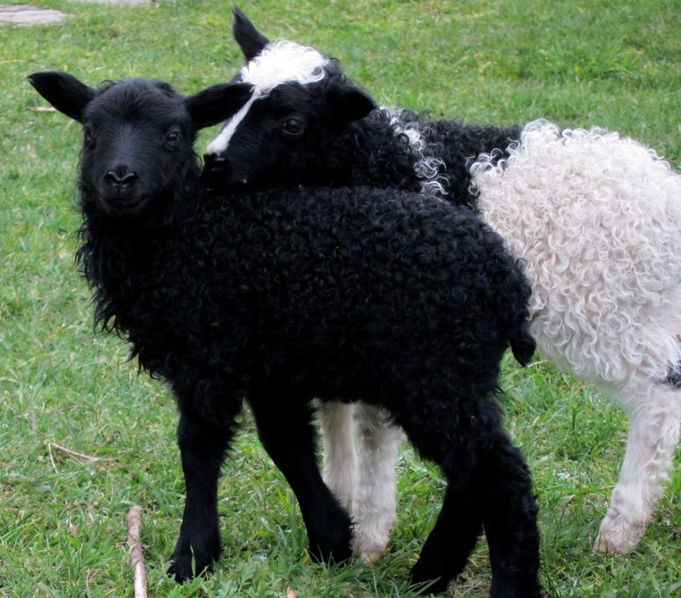 hand raised lambs