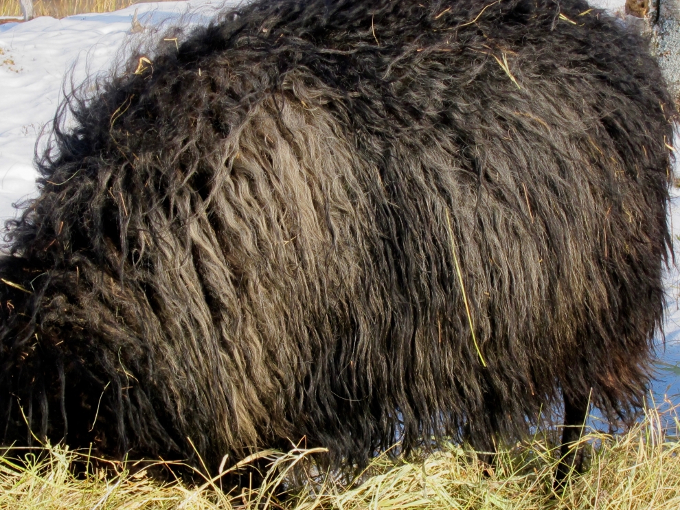 hand raised icelandic sheep 