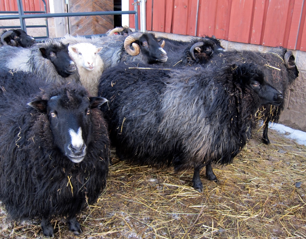 icelandic sheep for yarn