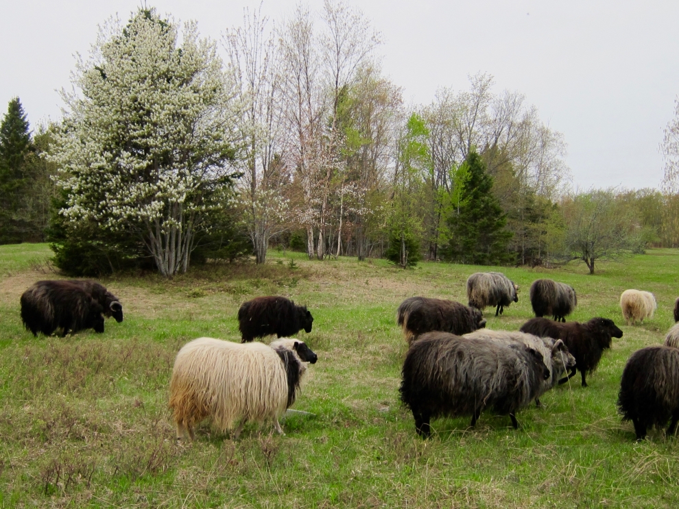 icelandic sheep free range