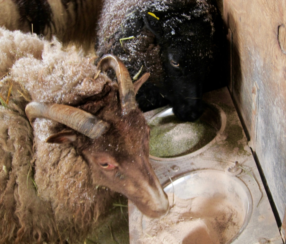 raising sheep by hand 