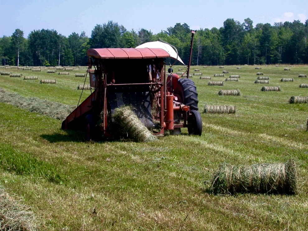 roto baled sheep hay 