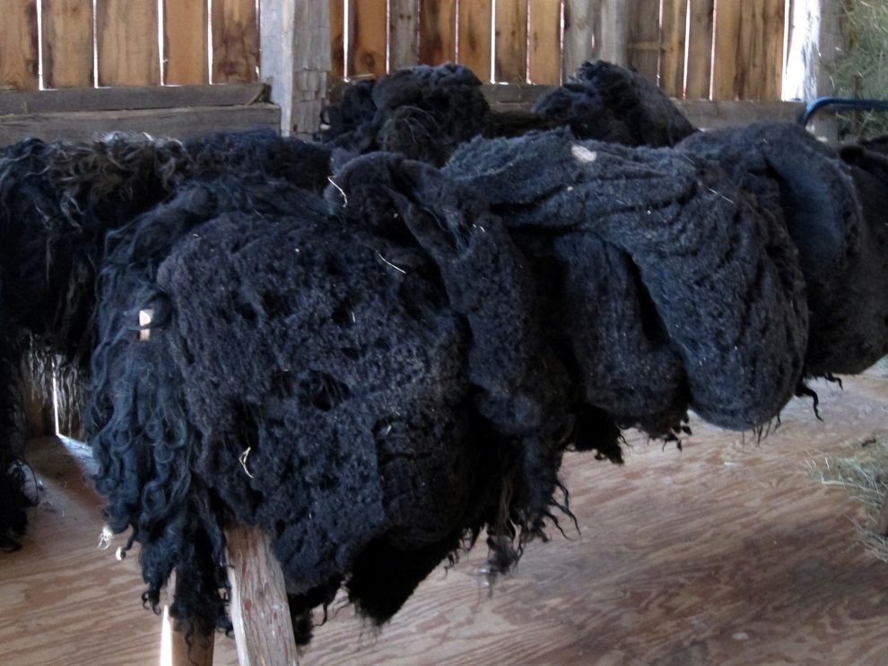 wool ready to spin by hand
